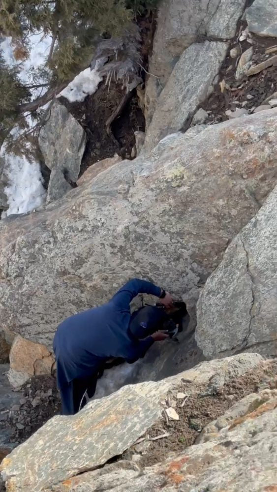 Collecting resin from the rock face